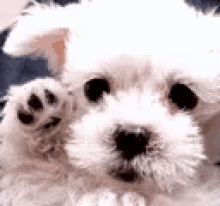 A fluffy white puppy raises one paw toward the camera while lying down.