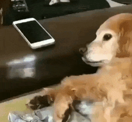A golden retriever rests its head on a dark wooden table next to a white smartphone.