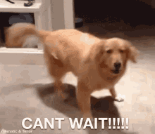 A golden retriever dog stands indoors on a tiled floor with the text "CANT WAIT!!!!!" overlaid at the bottom.