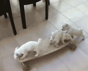 Three white puppies play on a skateboard on an indoor tiled floor.