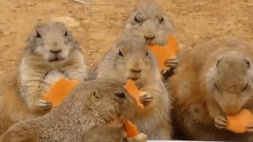 A group of prairie dogs sits together on sandy ground, each holding and eating pieces of orange carrot.
