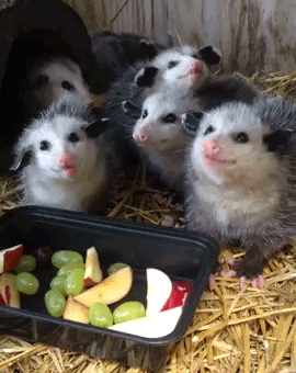 Five young opossums huddle together in straw bedding beside a small black tray of sliced fruit and green grapes.