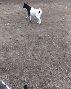 A black and white goat stands on bare dirt ground in an open field.