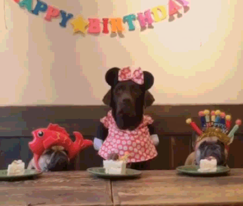 Three dogs dressed in costumes sit at a wooden table with small cakes on green plates beneath a "HAPPY BIRTHDAY" banner.